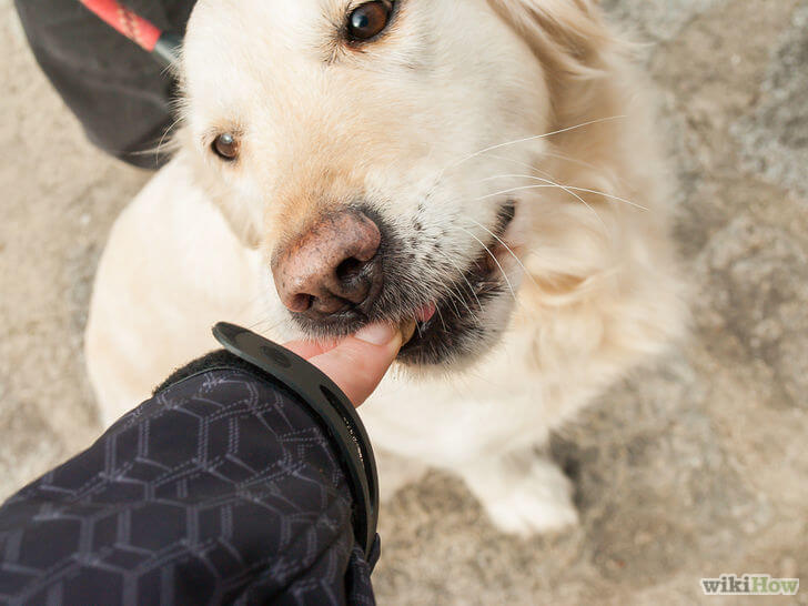 Dog Tricks, Obedience, Dog Training & Teaching Techniques & Video