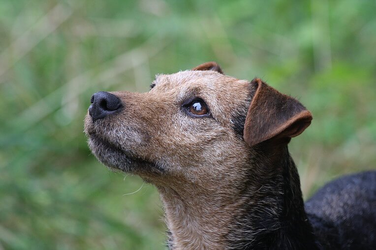 Dog Tricks, Obedience, Dog Training & Teaching Techniques & Video