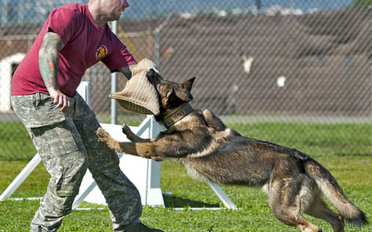 Dog Tricks, Obedience, Dog Training & Teaching Techniques & Video