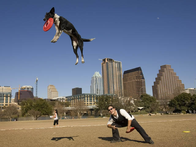 Dog Tricks, Obedience, Dog Training & Teaching Techniques & Video