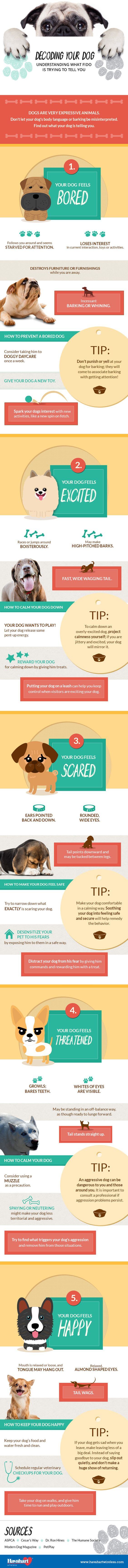 dog and puppy infograms, infographics