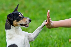 Dog Tricks, Obedience, Dog Training & Teaching Techniques & Video