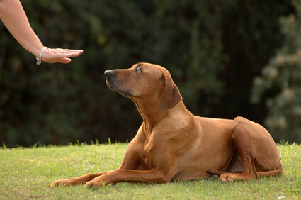 Dog Tricks, Obedience, Dog Training & Teaching Techniques & Video