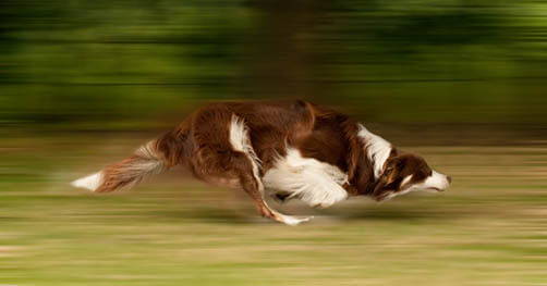 How Fast Dog can Run? Speed of the Dog