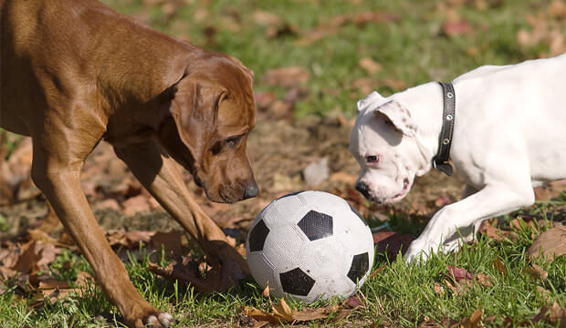 Dog Tricks, Obedience, Dog Training & Teaching Techniques & Video