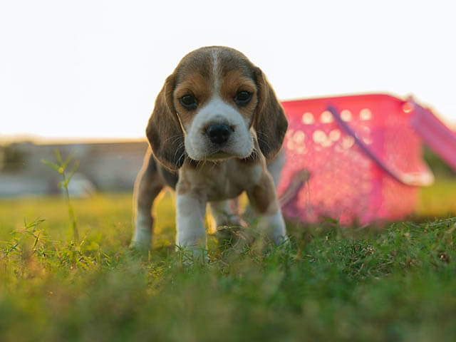 The Ultimate Guide to Buying the Best Dog Toy Bins