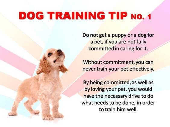 Dog Training Tips & Techniques