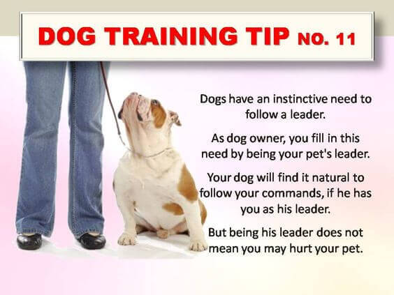 Dog Training Tips & Techniques