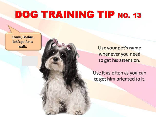 Dog Training Tips & Techniques