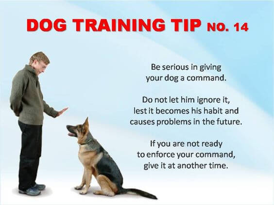 Dog Training Tips & Techniques