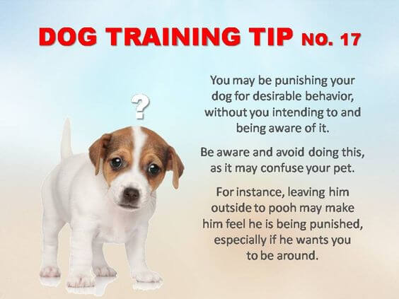 Dog Training Tips & Techniques