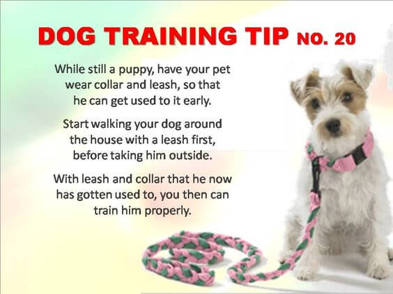 Dog Training Tips & Techniques