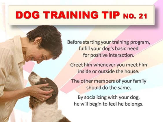 Dog Training Tips & Techniques