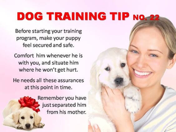 Dog Training Tips & Techniques