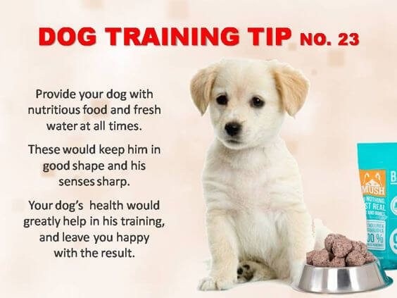 Dog Training Tips & Techniques