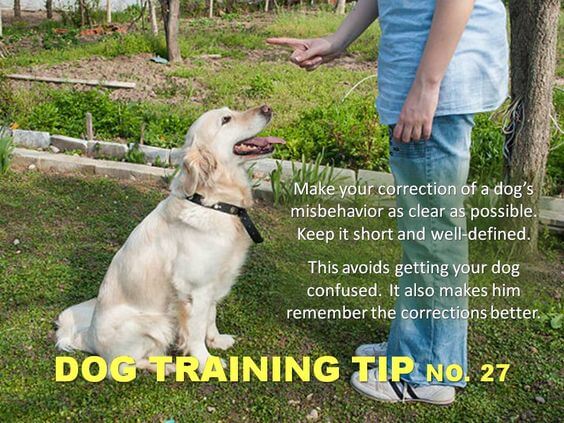 Dog Training Tips & Techniques