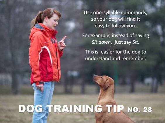 Dog Training Tips & Techniques