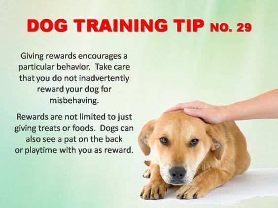 Dog Training Tips & Techniques