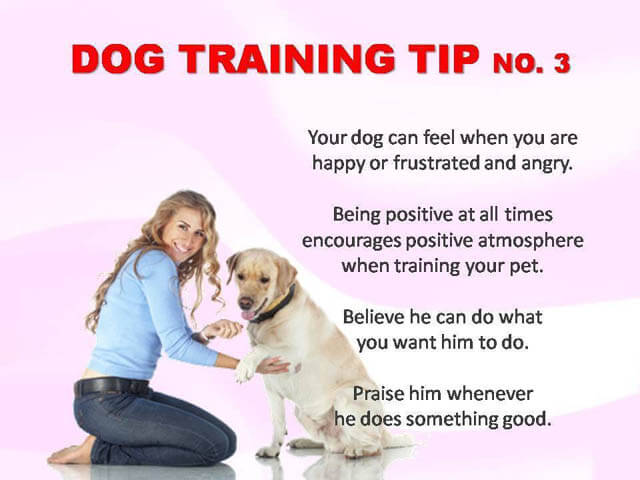 Dog Training Tips & Techniques