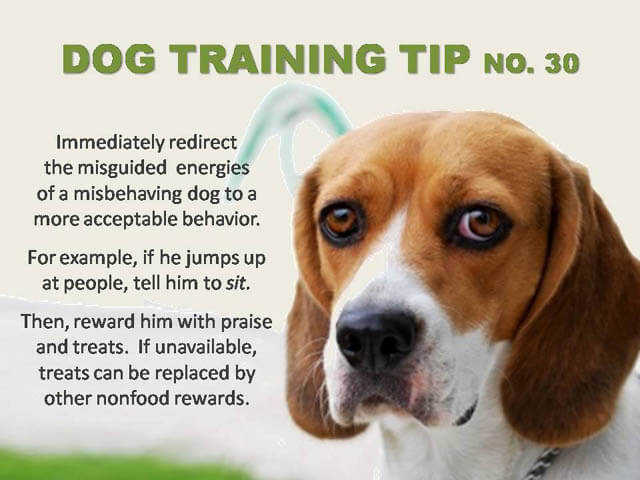 Dog Training Tips & Techniques