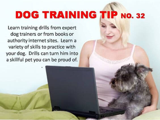 Dog Training Tips & Techniques