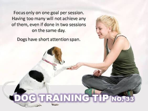 Dog Training Tips & Techniques