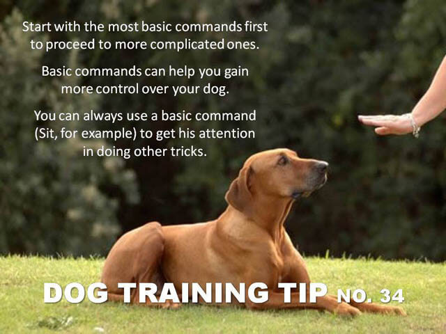 Dog Training Tips & Techniques