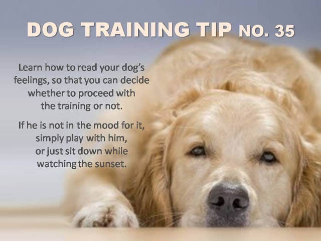 Dog Training Tips & Techniques