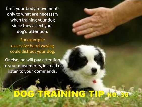 Dog Training Tips & Techniques