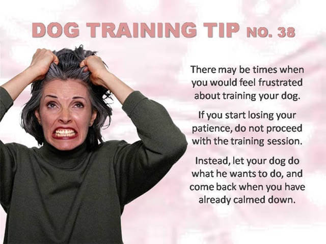 Dog Training Tips & Techniques