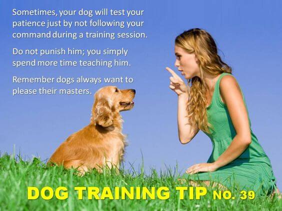 Dog Training Tips & Techniques