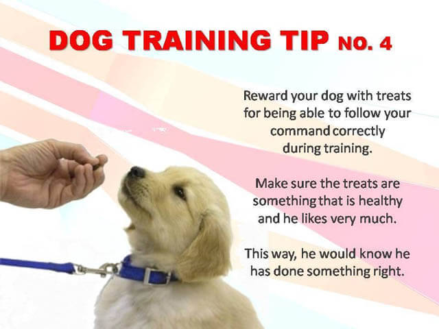 Dog Training Tips & Techniques