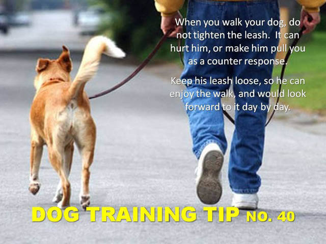 Dog Training Tips & Techniques