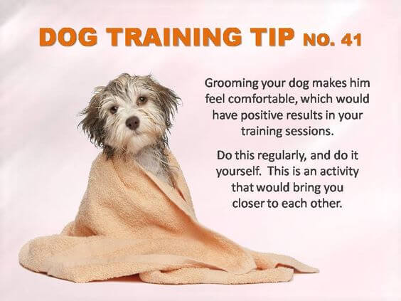 Dog Training Tips & Techniques