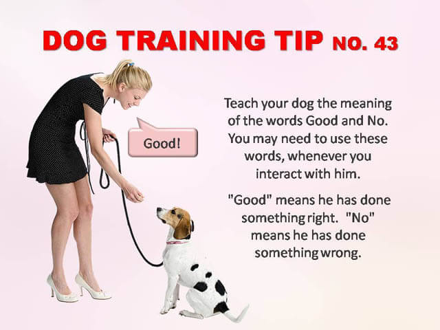 Dog Training Tips & Techniques