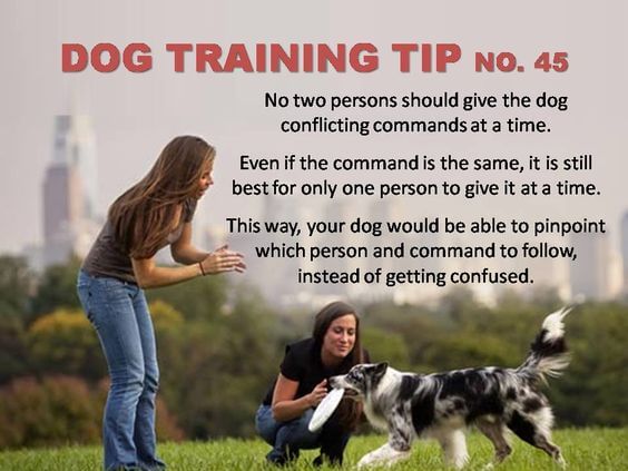 Dog Training Tips & Techniques