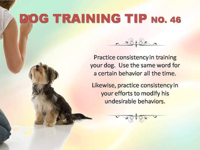 Dog Training Tips & Techniques