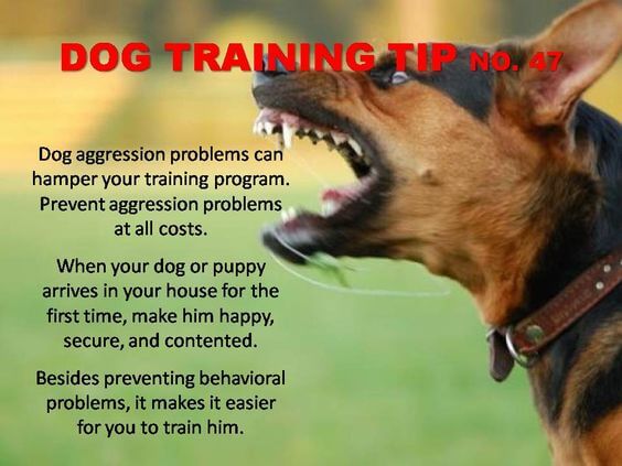 Dog Training Tips & Techniques