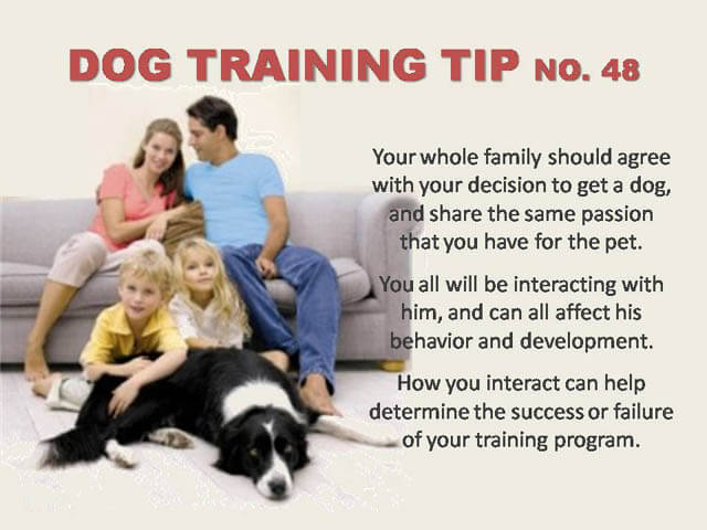 Dog Training Tips & Techniques