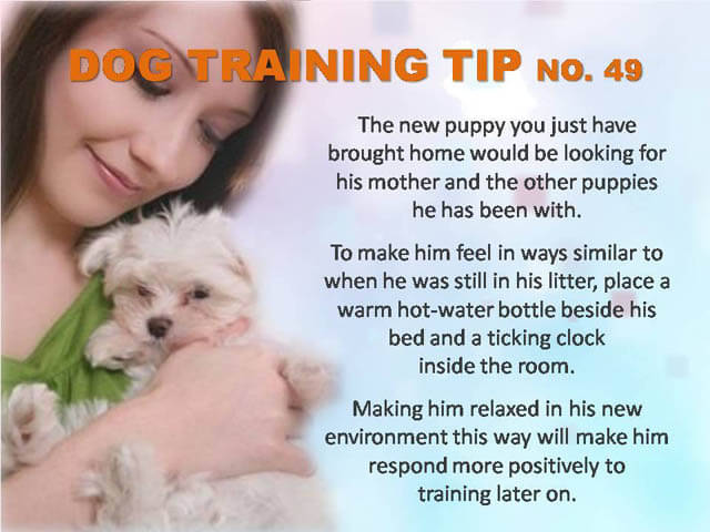 Dog Training Tips & Techniques