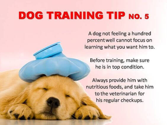 Dog Training Tips & Techniques