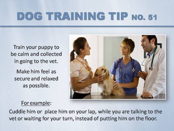 Dog Training Tips & Techniques