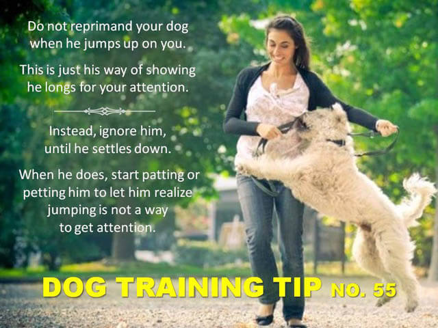 Dog Training Tips & Techniques