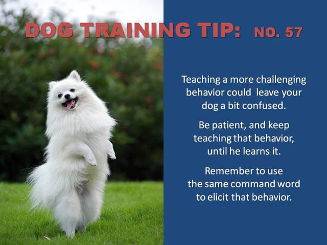 Dog Training Tips & Techniques