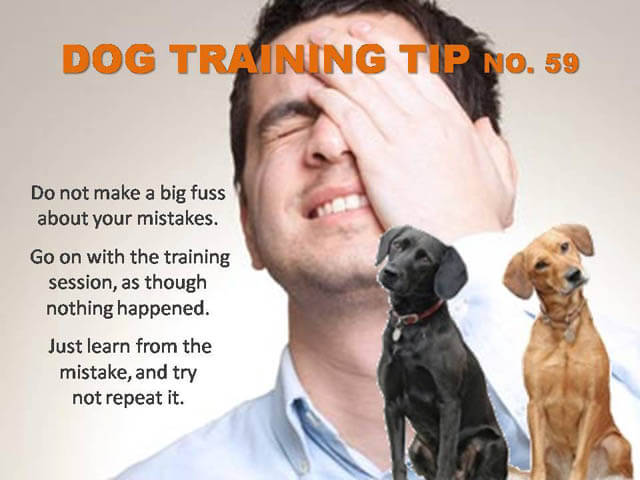 Dog Training Tips & Techniques