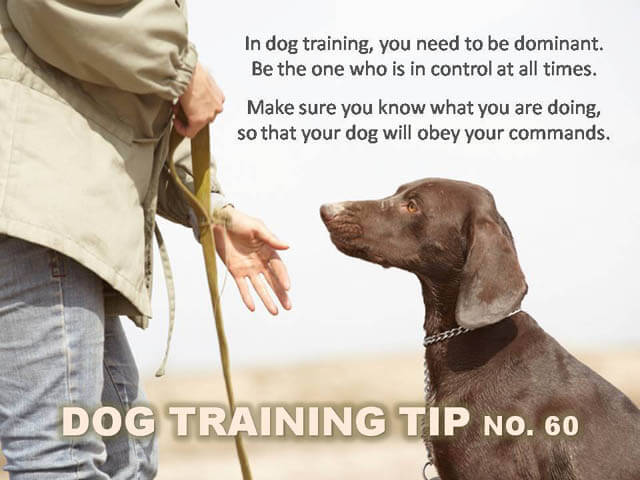 Dog Training Tips & Techniques