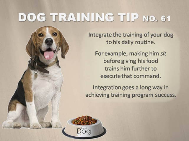 Dog Training Tips & Techniques