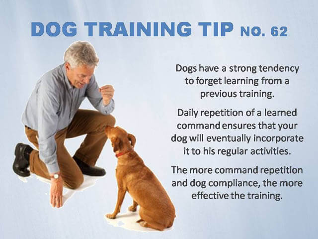 Dog Training Tips & Techniques