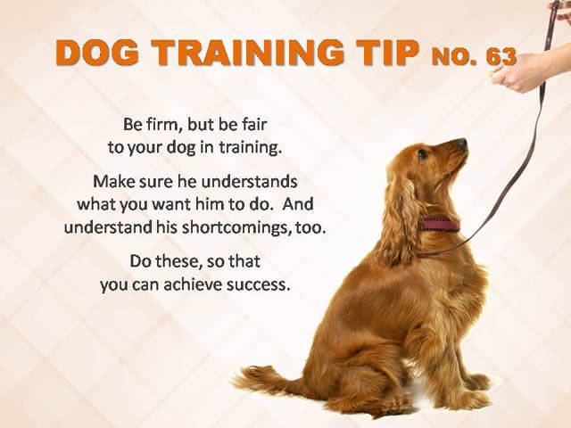 Dog Training Tips & Techniques