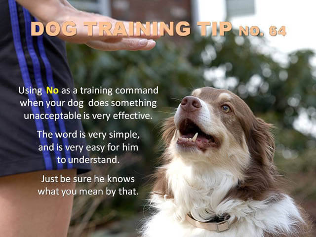 Dog Training Tips & Techniques